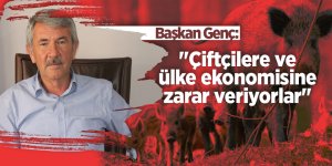 Çiftçiler yaban domuzları için sürek avı istiyor