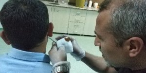 Kulağının arkasına kene tutundu