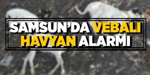 Havzada 7 mahallede vebalı hayvan tespit edildi 
