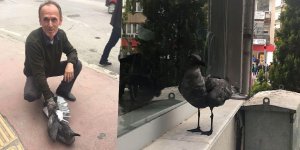 Apartman bacasına düşen martı kurtarıldı