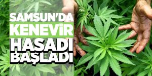 3 bin 800 farklı alanda kullanılan kenevirin hasadına başlandı 