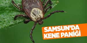 Boynuna tutunan kene hastanede çıkarıldı 