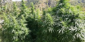 Samsun'da jandarmadan uyuşturucu operasyonu