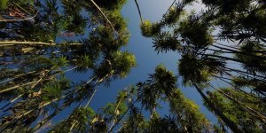 Samsun'da kenevirde lif hasadı başladı