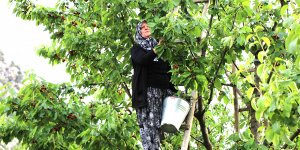 Amasya’da kirazlar 20 gün erkenden oldu