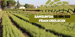 Samsun’da 55 bin 555 fidan dikilecek