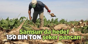 Samsun'da hedef 150 bin ton şeker pancarı 