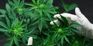 Samsun'da kenevir üretim çalışmaları sürüyor