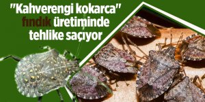 Fındık üreticileri dikkat