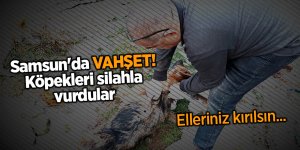Samsun'da vahşet! Köpekleri silahla vurdular