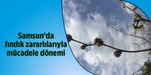 Samsun'da fındık zararlılarıyla mücadele dönemi