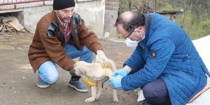 Ayvacık Belediyesi ayağı kırılan köpeği tedavi ettirdi