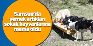Samsun'da yemek artıkları sokak hayvanlarına mama oldu