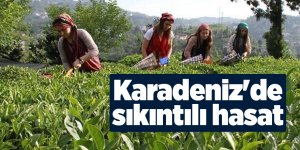 Çay hasadına vekâlet formülü