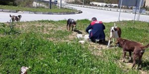 İlkadım Belediyesi sokak hayvanlarına sahip çıkıyor