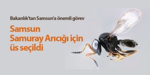 Samsun Samuray Arıcığı için üs seçildi - samsun haber