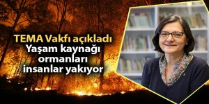 Yaşam kaynağı ormanları insanlar yakıyor - samsun haber