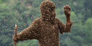 Samsun'da arılar bir aileyi hastanelik etti