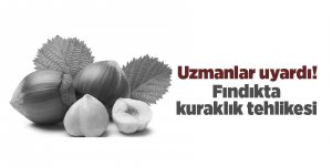 Uzmanlar uyardı! Fındıkta kuraklık tehlikesi - samsun haber