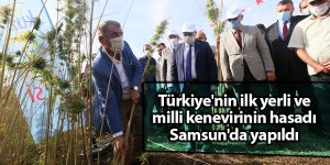 Türkiye'nin ilk yerli ve milli kenevirinin hasadı Samsun'da yapıldı - samsun haber