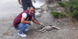 Ölüme terk edilen köpeğin imdadına İlkadım Belediyesi yetişti - samsun haber