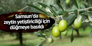 Samsun tarımsal üretimine bir yenisini daha ekliyor - samsun haber