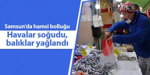 Samsun'da hamsi bolluğu - samsun haber