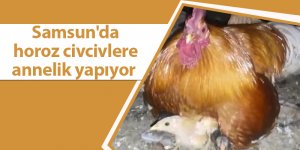 Samsun'da horoz civcivlere annelik yapıyor - samsun haber