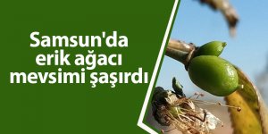 Samsun'da erik ağacı mevsimi şaşırdı - samsun haber