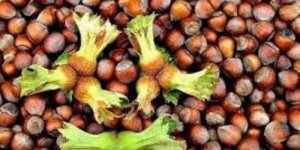 3 Şubat güncel fındık fiyatları - samsun haber