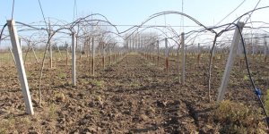 Çarşamba Ovası'nda kivi üretimi artıyor - samsun haber