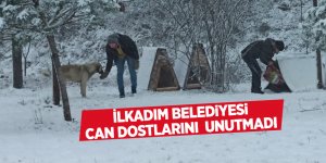 İlkadım Belediyesi can dostlarını unutmadı - samsun haber