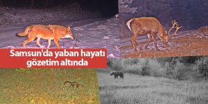 Samsun'da yaban hayatı gözetim altında - samsun haber