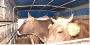 Samsun İl Jandarma Komutanlığı'ndan hayvan hırsızlarına büyük operasyon! 13 gözaltı