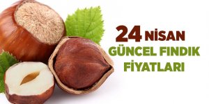 24 Nisan güncel fındık fiyatları - samsun haber