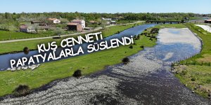 Kuş Cenneti papatyalarla süslendi - samsun haber