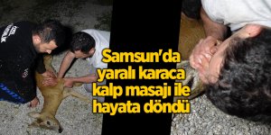 Samsun'da yaralı karaca kalp masajı ile hayata döndü - samsun haber
