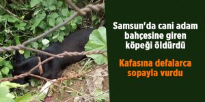 Samsun'da cani adam bahçesine giren köpeğin öldürdü - samsun haber