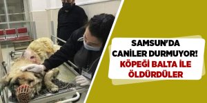 Samsun'da caniler durmuyor!  Köpeği balta ile öldürdüler - samsun haber