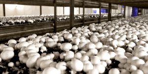 Samsun'da 15 mantar tesisinden 11'ini kadınlar kurdu