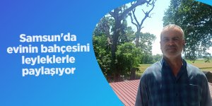 Samsun'da evinin bahçesini leyleklerle paylaşıyor - samsun haber