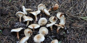 Samsun'da 5 kişi yedikleri mantardan zehirlendi - samsun haber