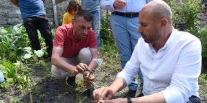 Tekkeköy’de salep üretimi başladı - samsun haber