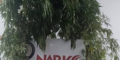 Samsun'da kubar esrar ve kenevire 1 gözaltı