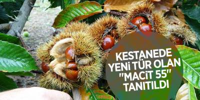 Kestanede yeni tür olan "Macit 55" tanıtıldı - samsun haber