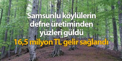 Samsunlu köylülerin defne üretiminden yüzleri güldü - samsun haber