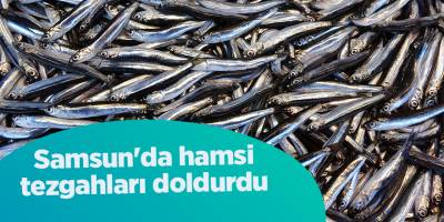 Samsun'da hamsi tezgahları doldurdu