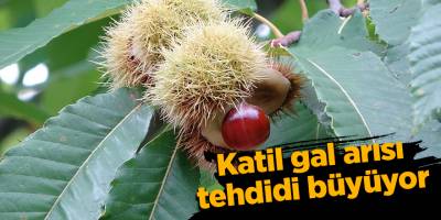 Katil gal arısı tehdidi büyüyor