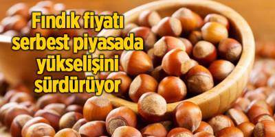 Fındık fiyatı serbest piyasada yükselişini sürdürüyor