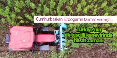 Türkiye'nin ilk tescilli kenevirinde  hasat zamanı - samsun haber